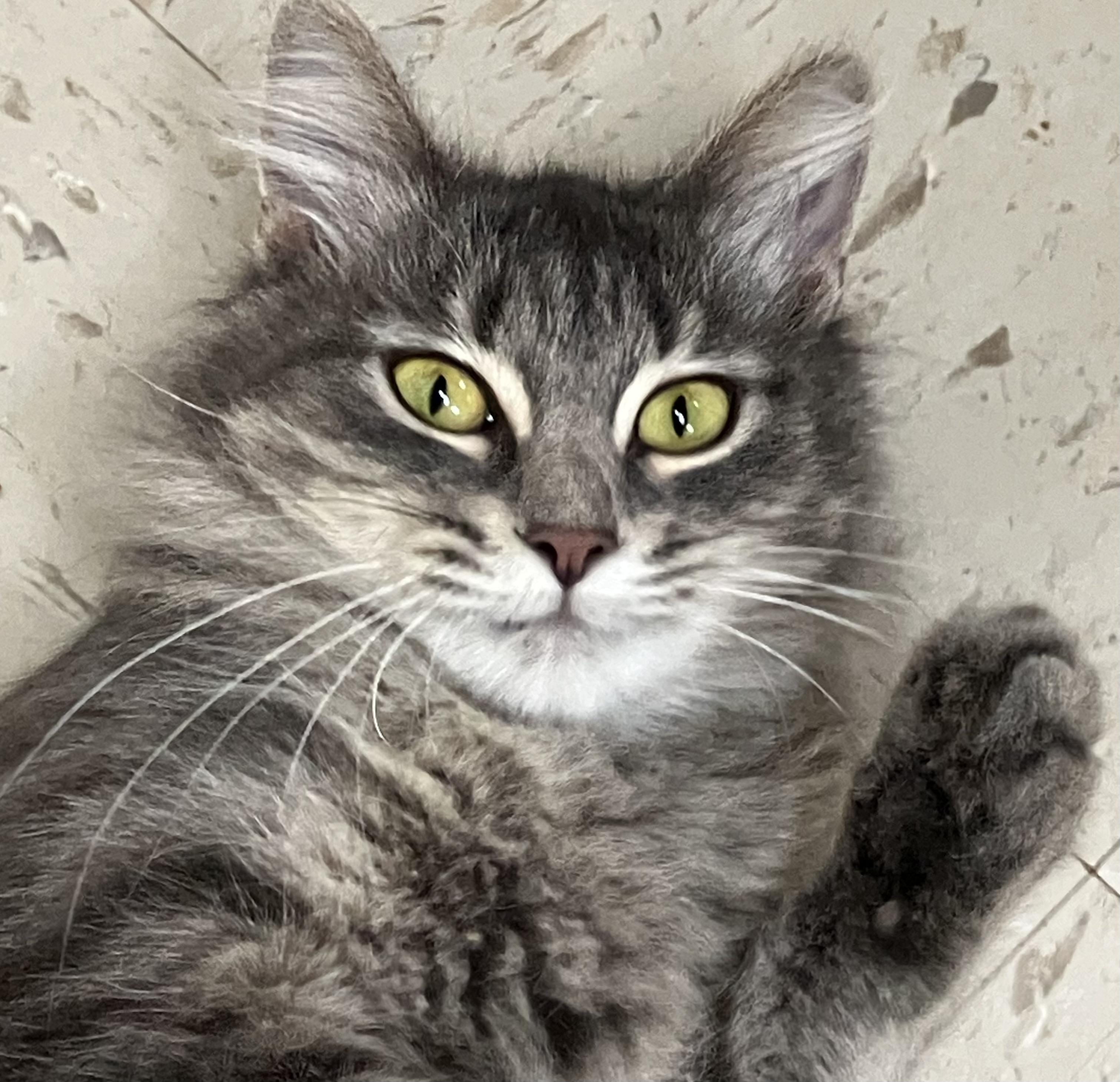Poppy - A Diva, a Adopted Domestic Long Hair in Sylacauga, AL image 1/3