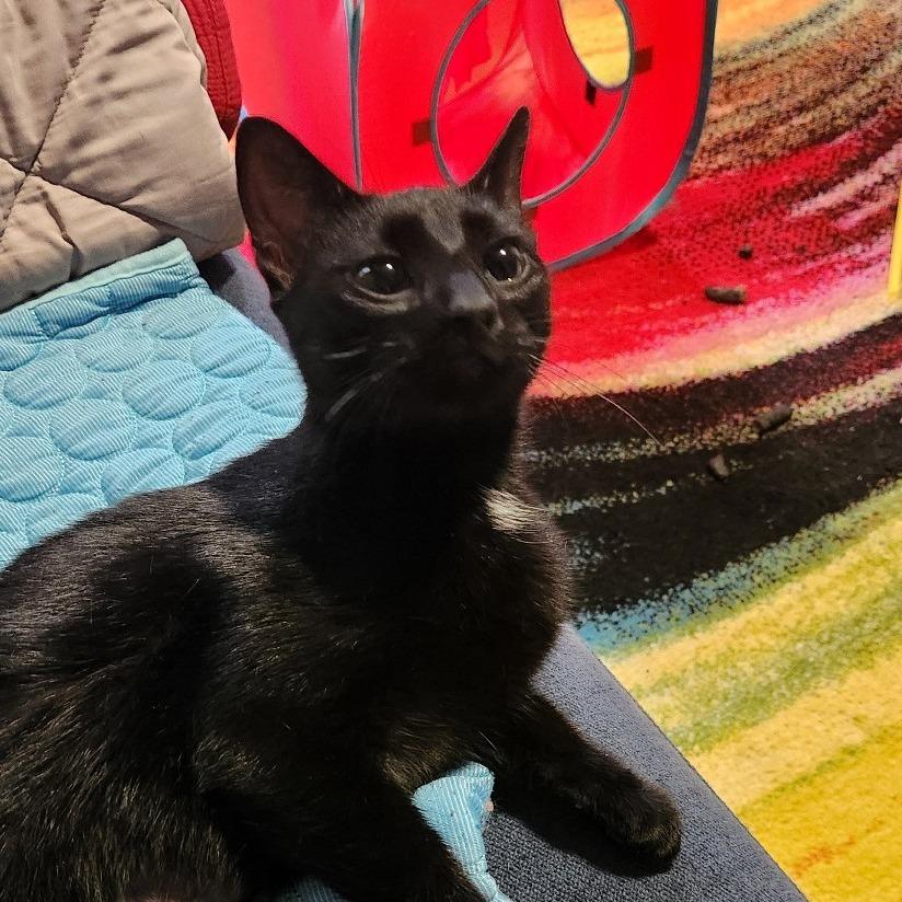 Scout — thumbnail 2