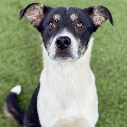 Enlarge Ramsey, a Adoptable mixed breed in Red Bluff, CA image 1/3