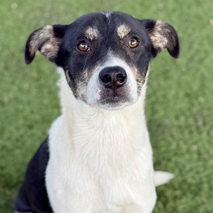 Enlarge Ramsey, a Adoptable mixed breed in Red Bluff, CA image 3/3