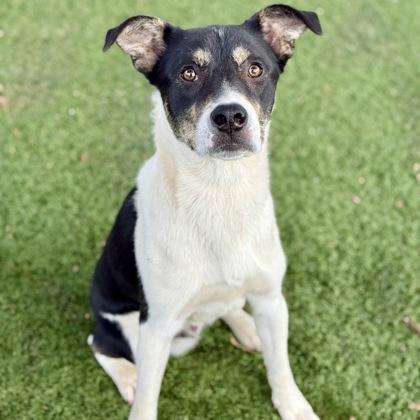 Enlarge Ramsey, a Adoptable mixed breed in Red Bluff, CA image 2/3