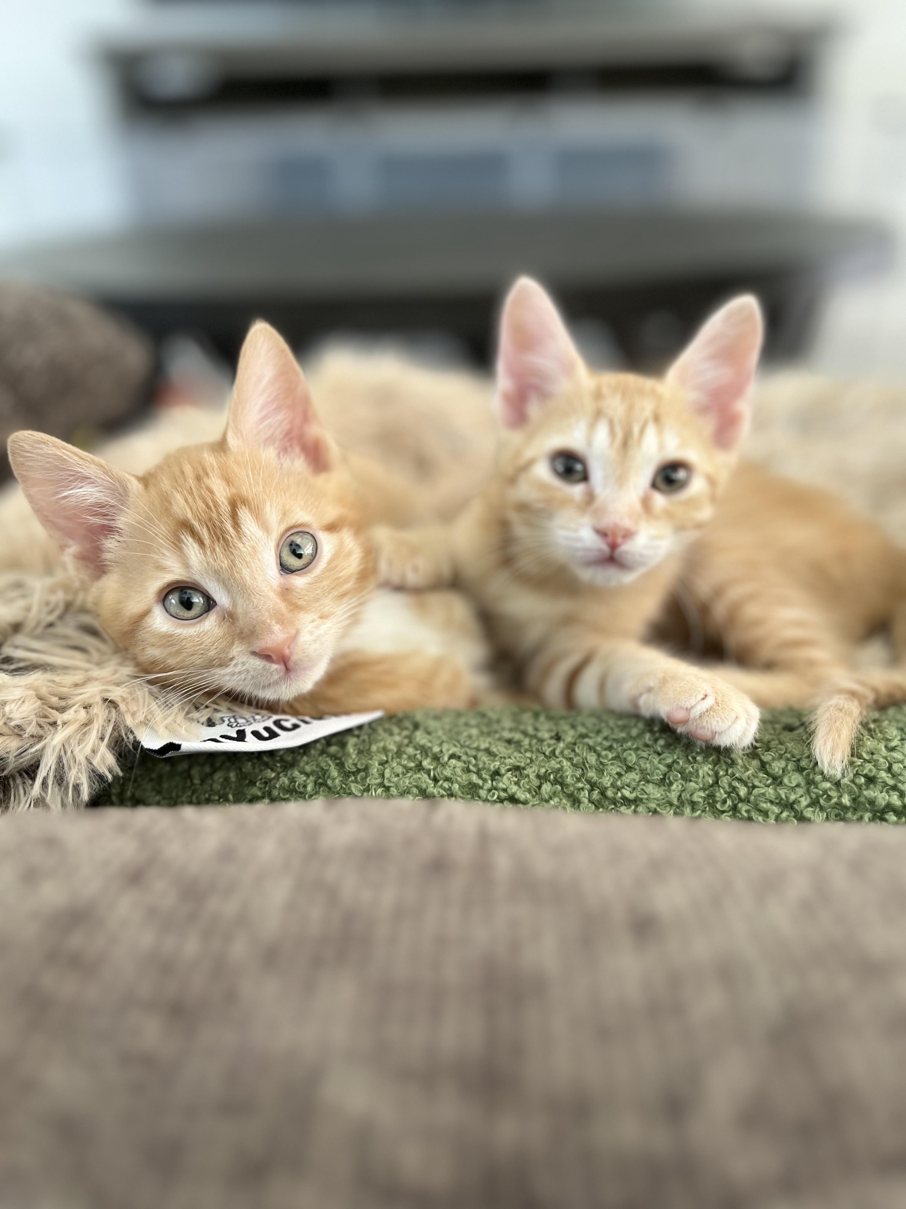 Arthur & Aiden, Adopted, Kitten Male Domestic Short Hair.
