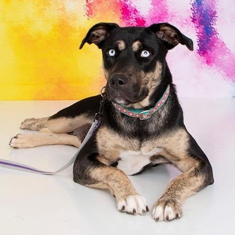 Blessings, Adoptable, Adult Female Mixed Breed.
