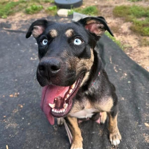 Enlarge Blessings, a Adoptable Mixed Breed in Fredericksburg, VA image 2/3