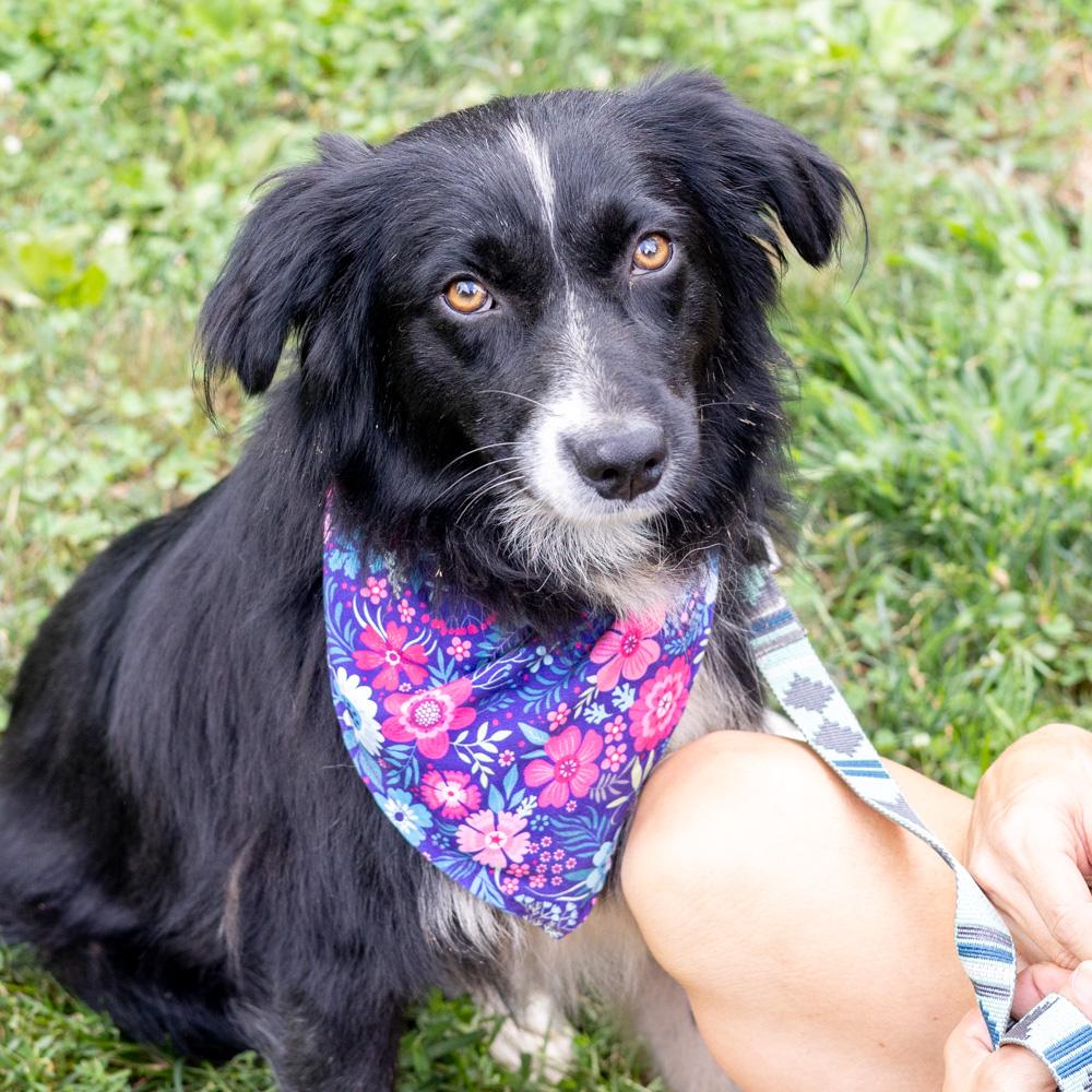 Ellie (Female)   Avail  8/23