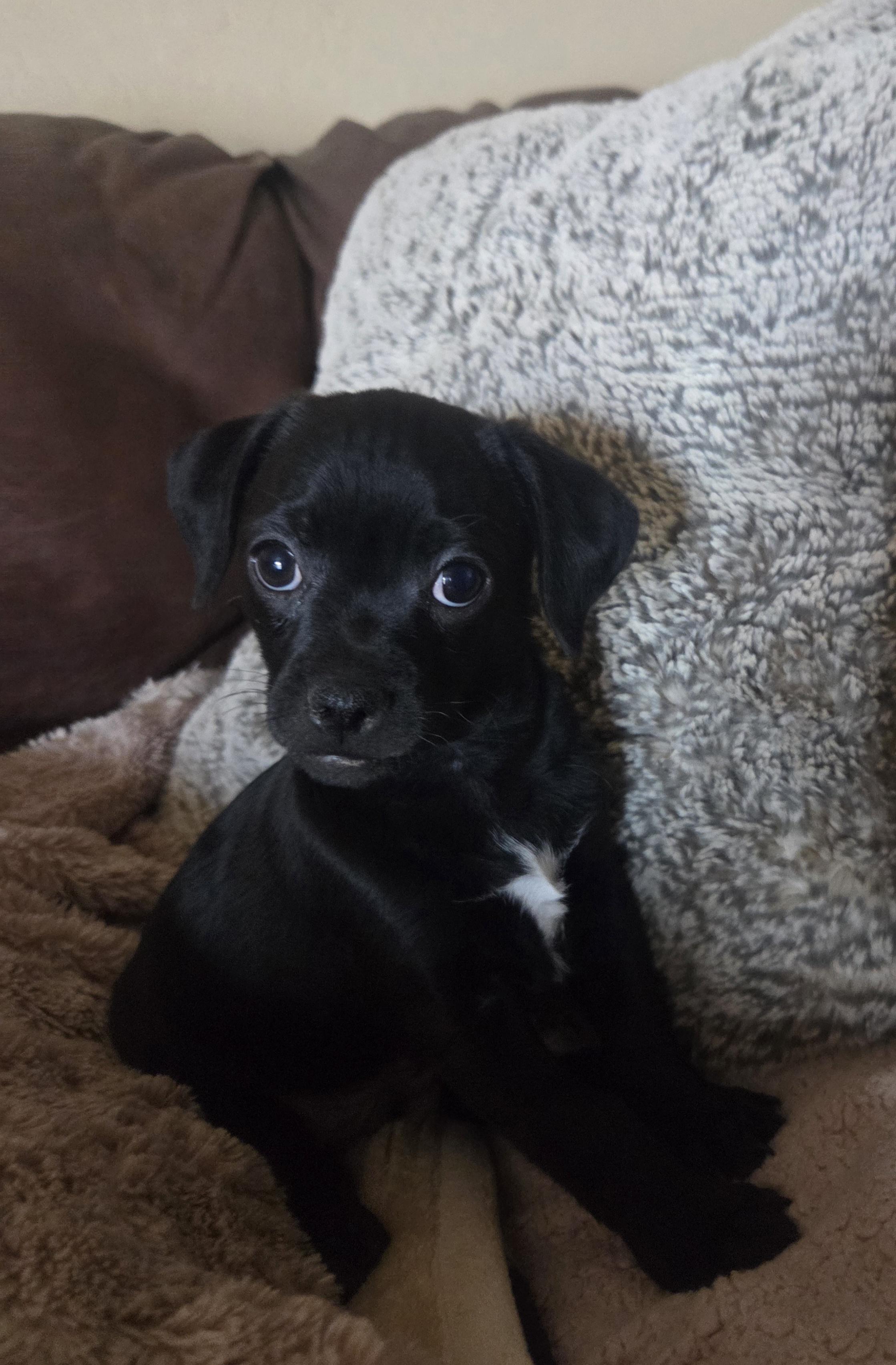 Enlarge Uno, a ADOPTABLE mixed breed in Cave Creek, AZ image 1/2