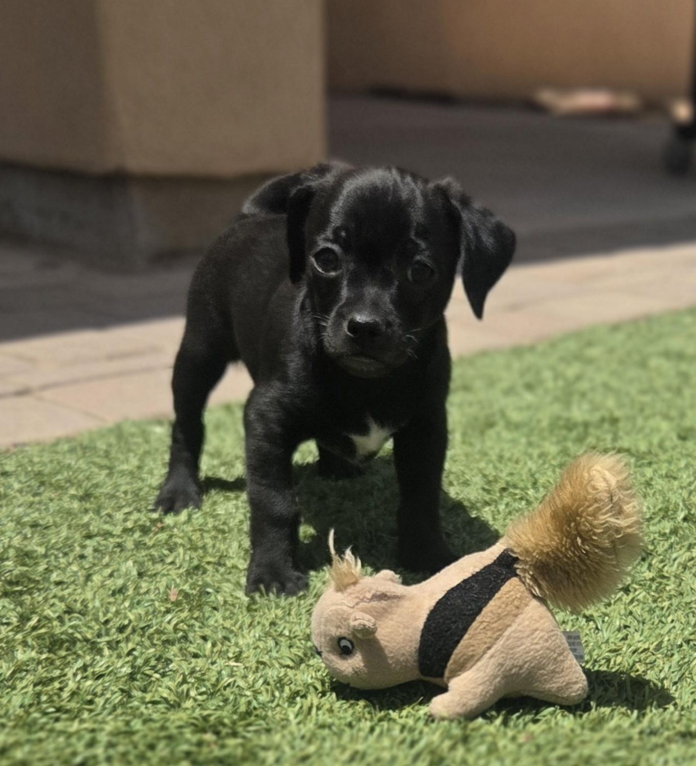 Enlarge Uno, a ADOPTABLE mixed breed in Cave Creek, AZ image 2/2