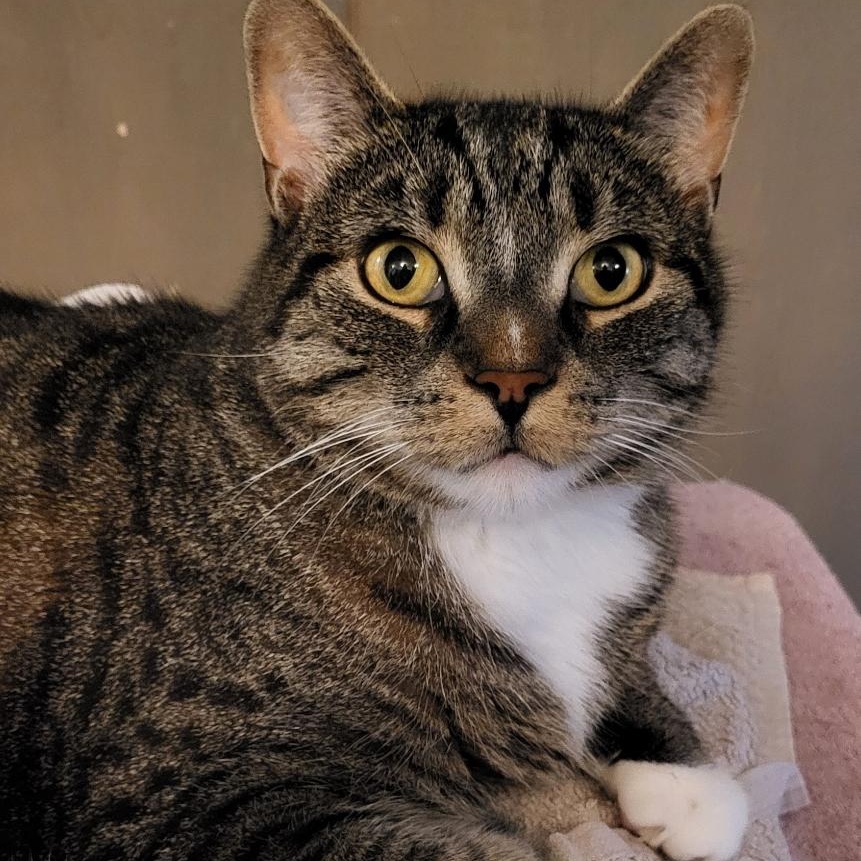 Benjamin, an adoptable Domestic Short Hair in Scarborough, ON_image-1