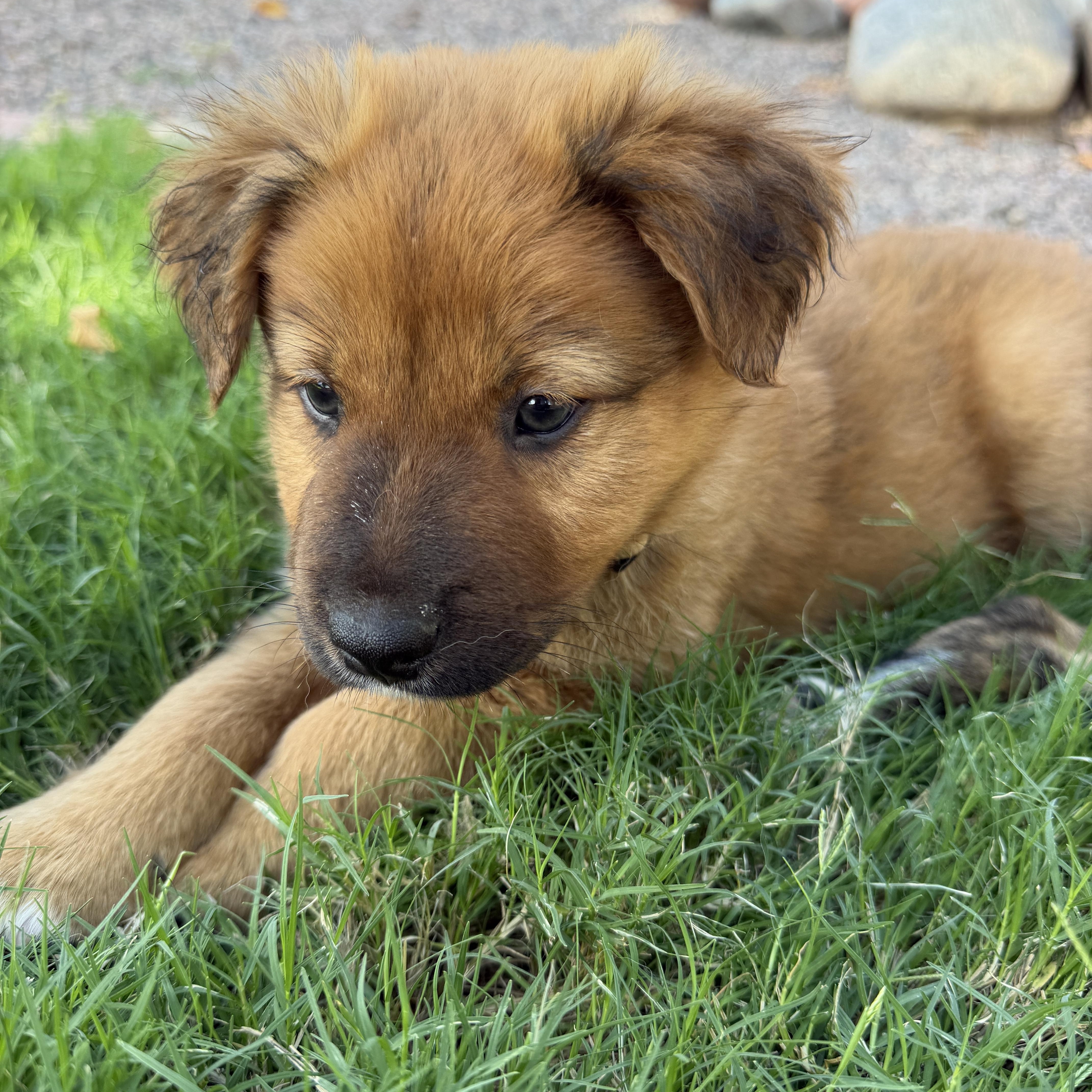 Enlarge Ryker, a Adoptable mixed breed in Gilbert, AZ image 3/6