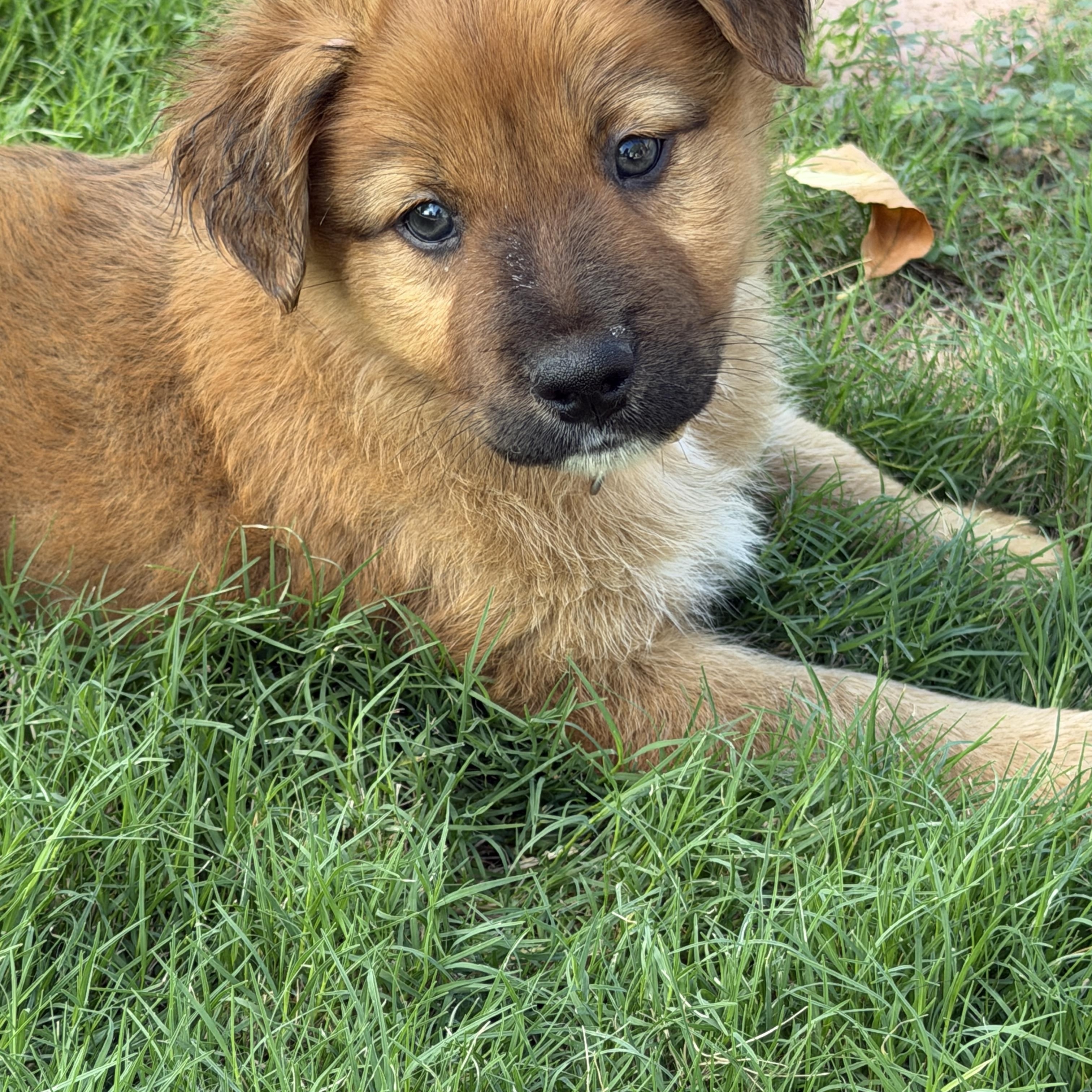 Enlarge Ryker, a Adoptable mixed breed in Gilbert, AZ image 5/6