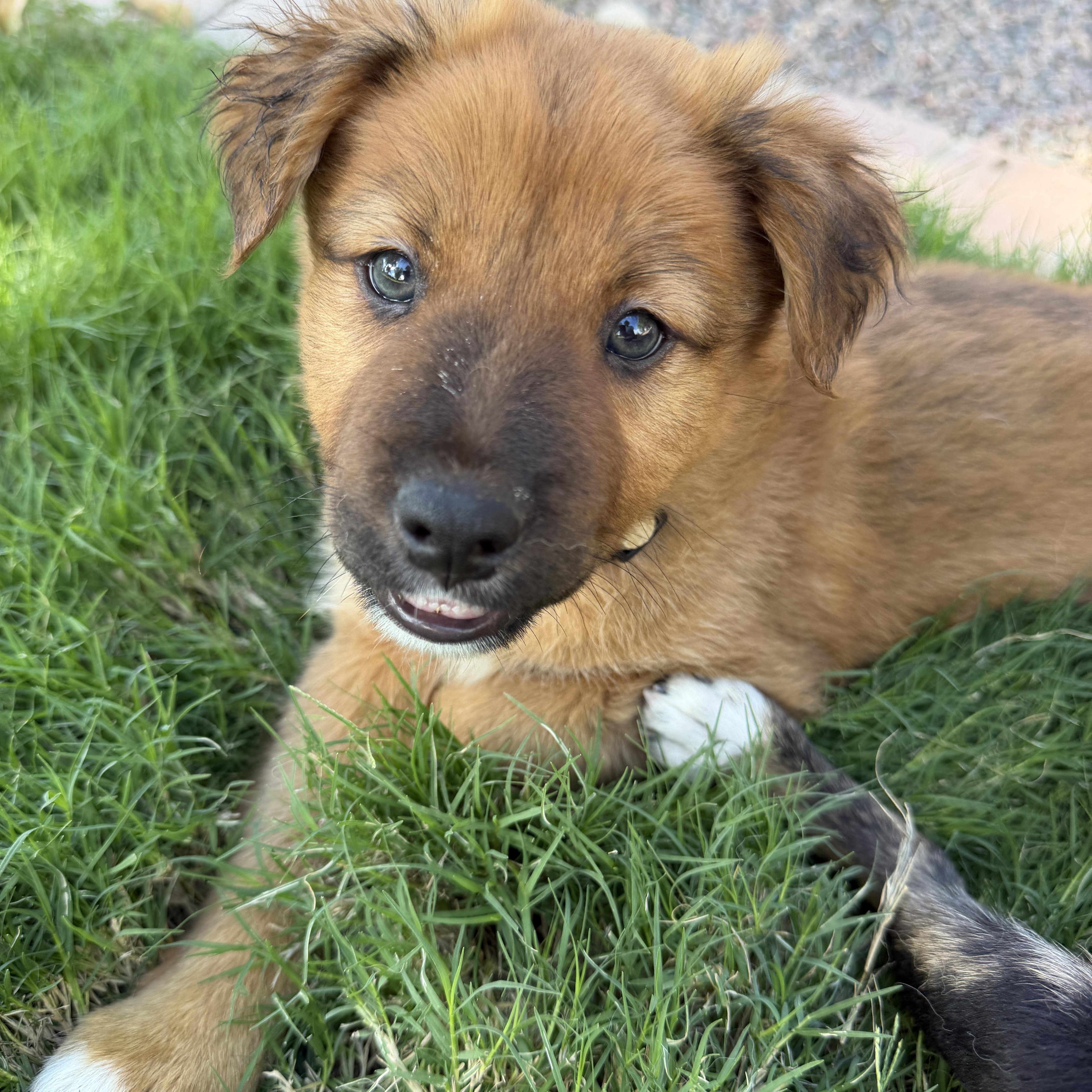 Enlarge Ryker, a Adoptable mixed breed in Gilbert, AZ image 2/6