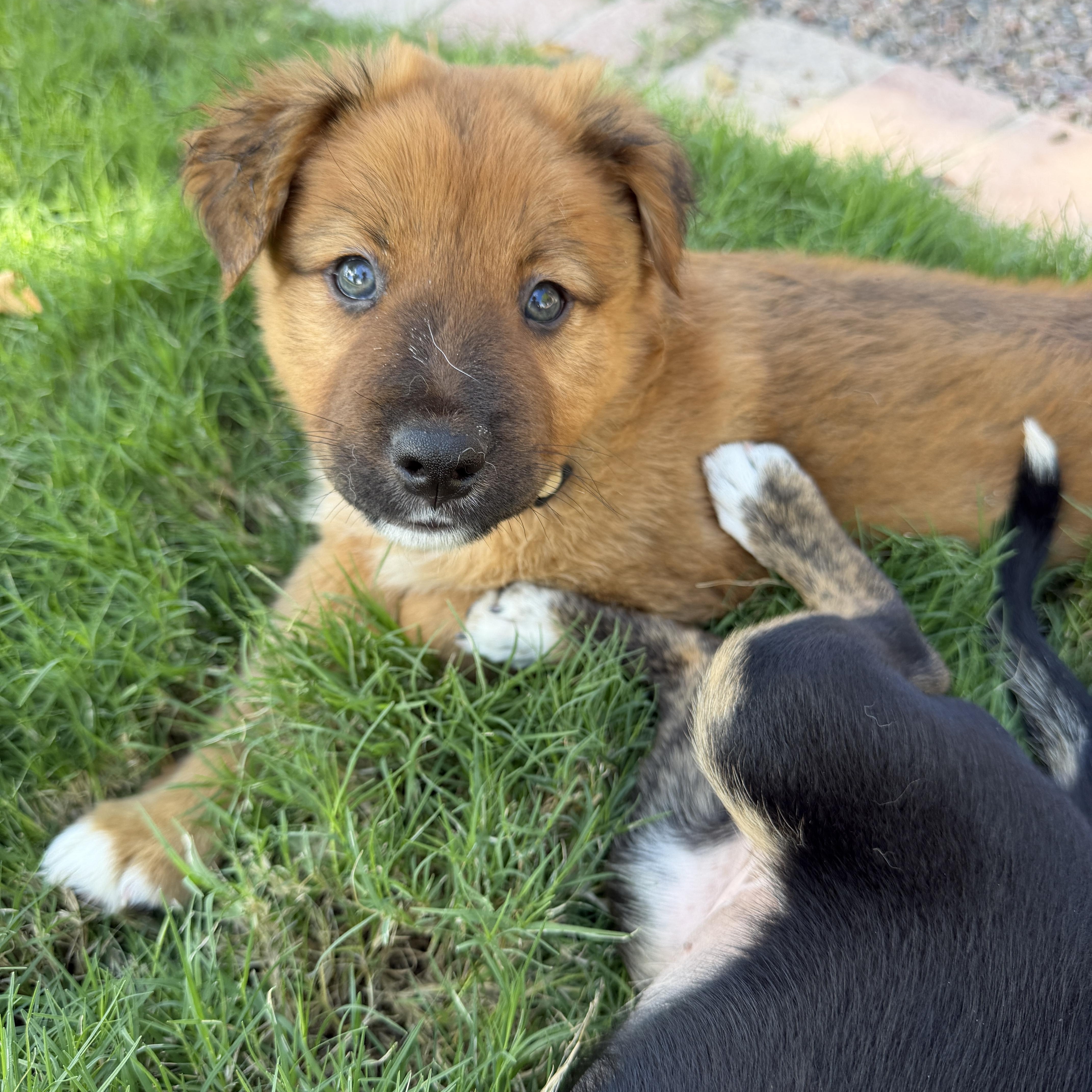 Enlarge Ryker, a Adoptable mixed breed in Gilbert, AZ image 1/6