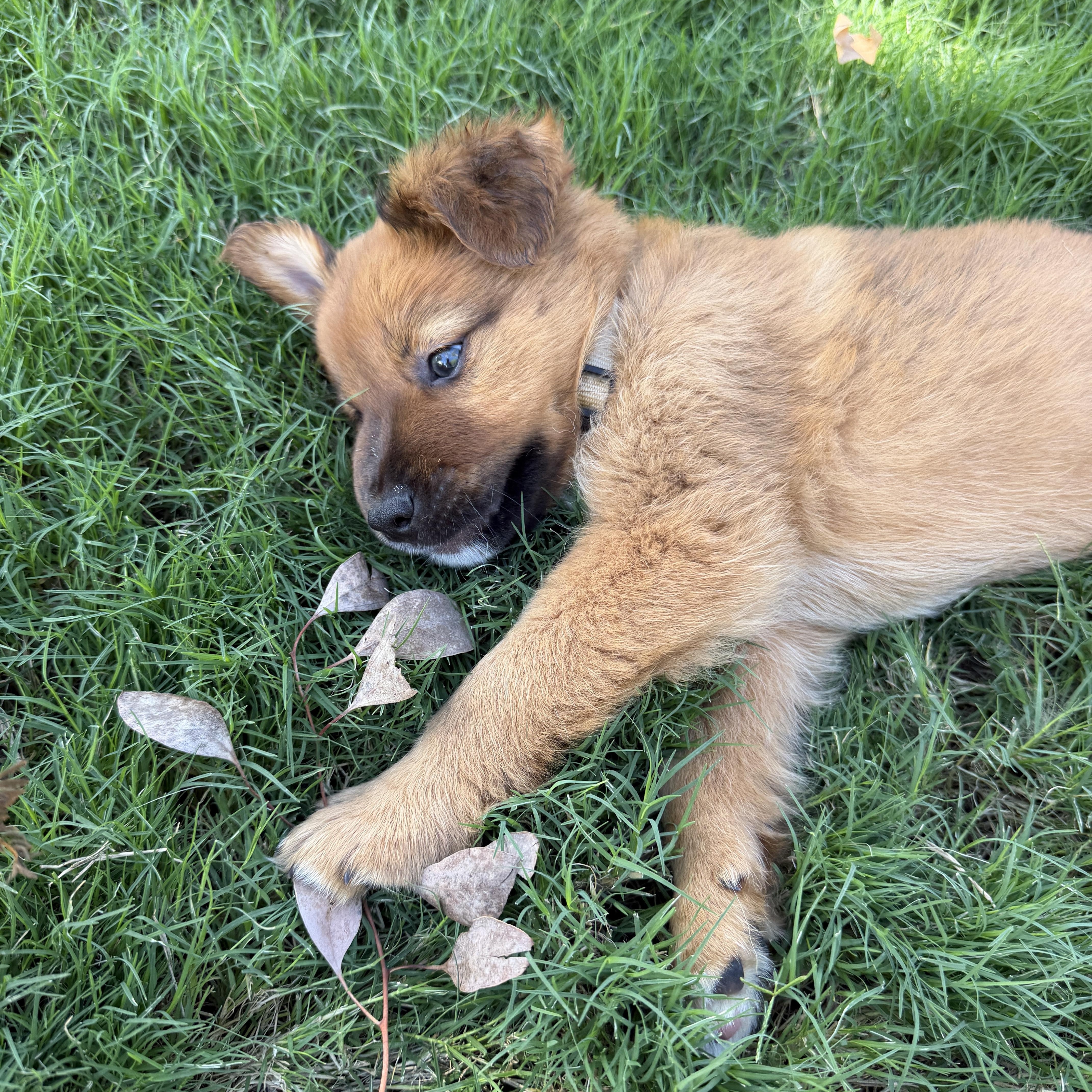 Enlarge Ryker, a Adoptable mixed breed in Gilbert, AZ image 4/6