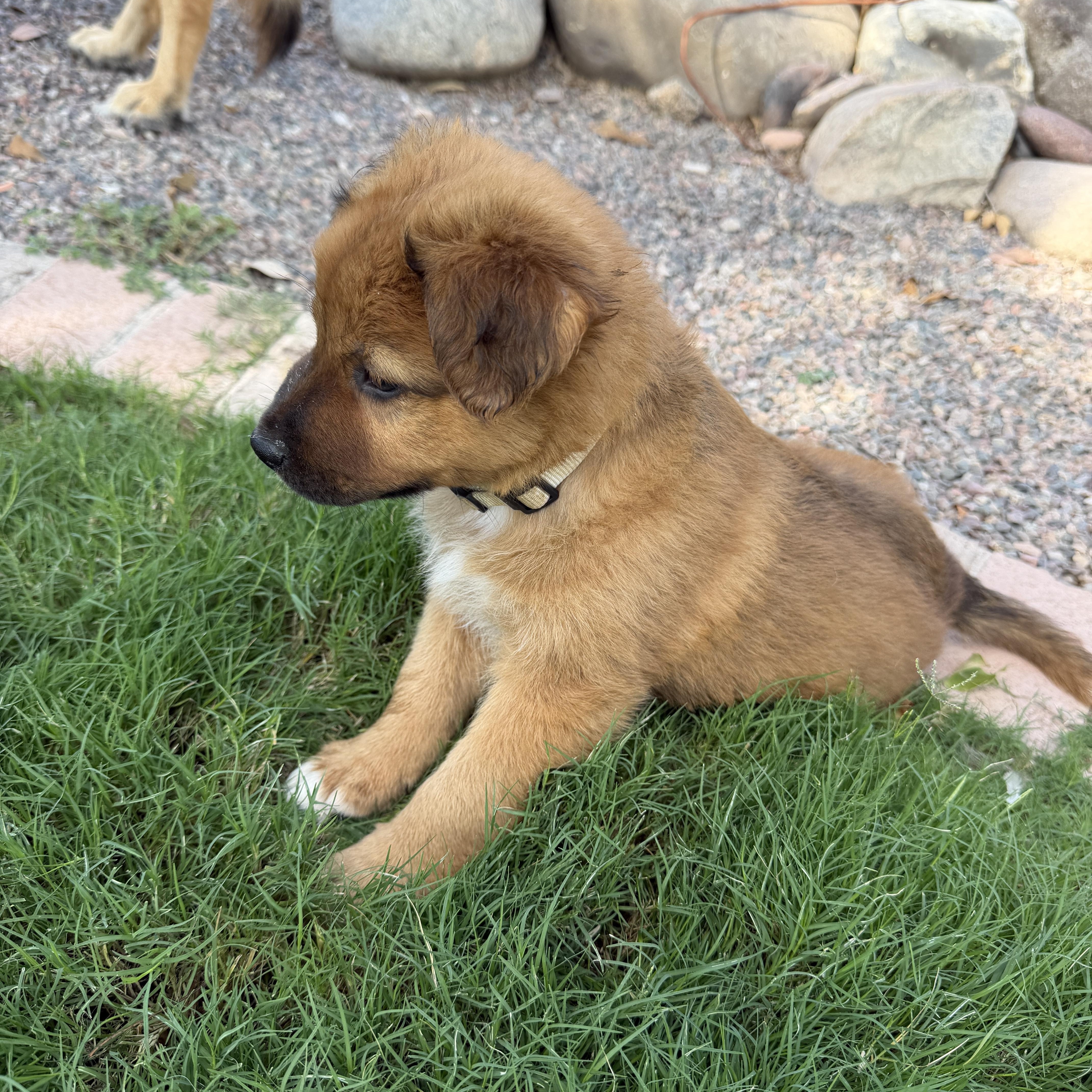 Enlarge Ryker, a Adoptable mixed breed in Gilbert, AZ image 6/6