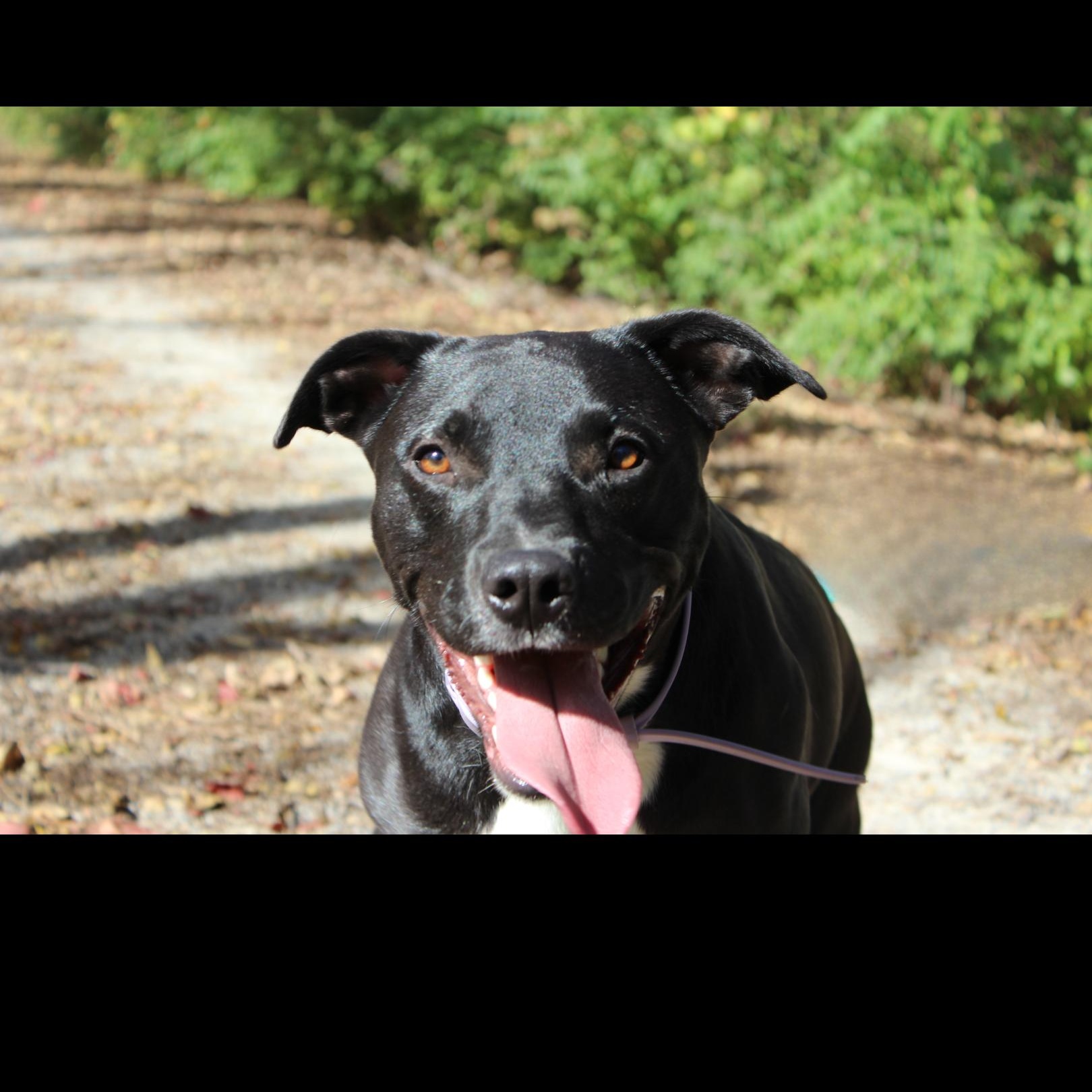 Enlarge Willow, a Adoptable mixed breed in Kansas City, MO image 2/5