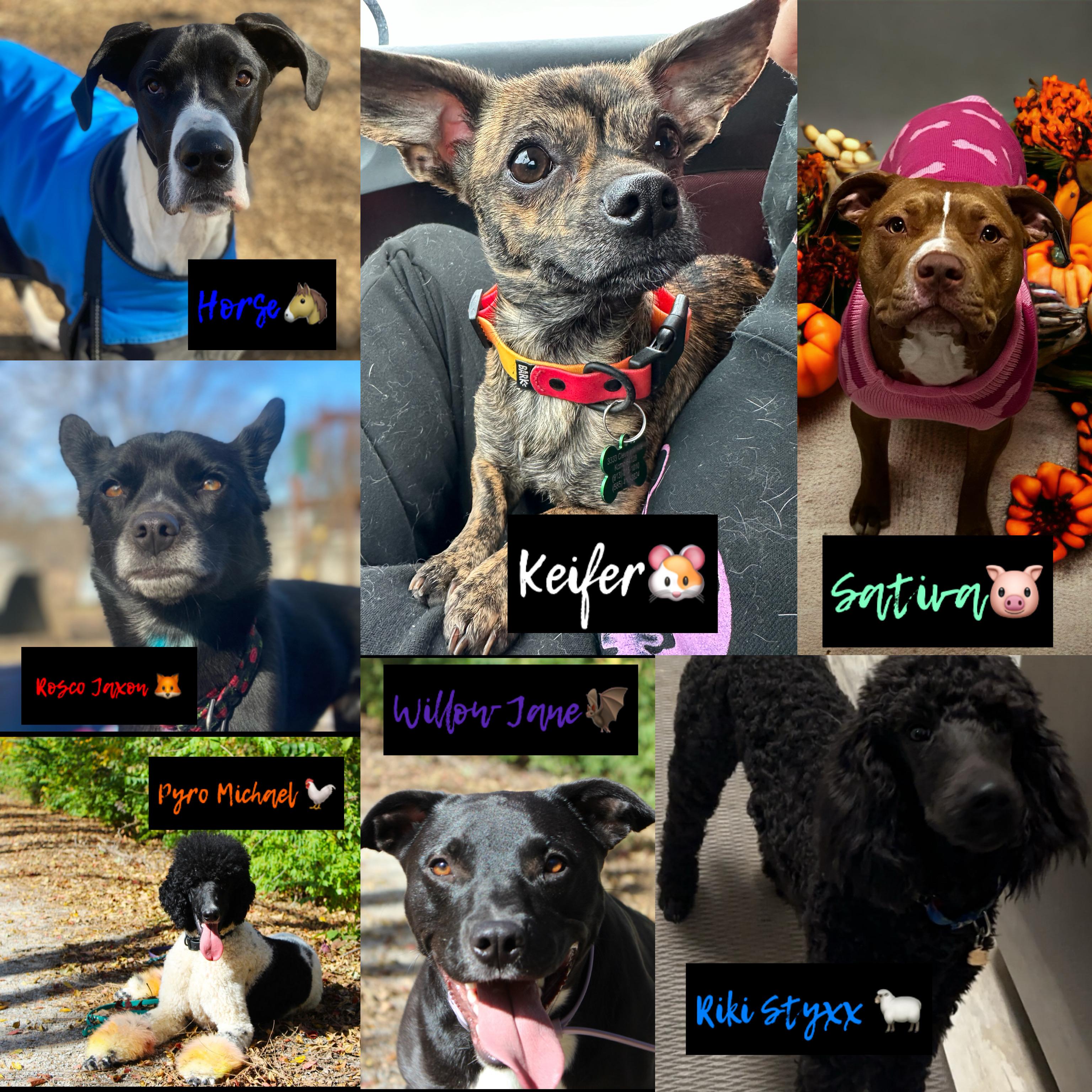 Enlarge Willow, a Adoptable mixed breed in Kansas City, MO image 4/5