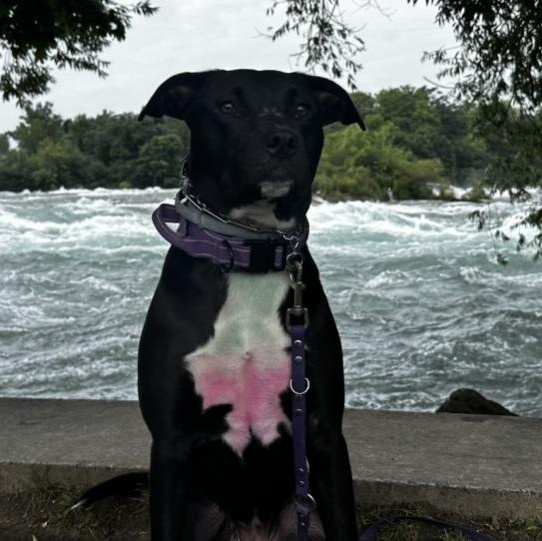 Enlarge Willow, a Adoptable mixed breed in Kansas City, MO image 5/5