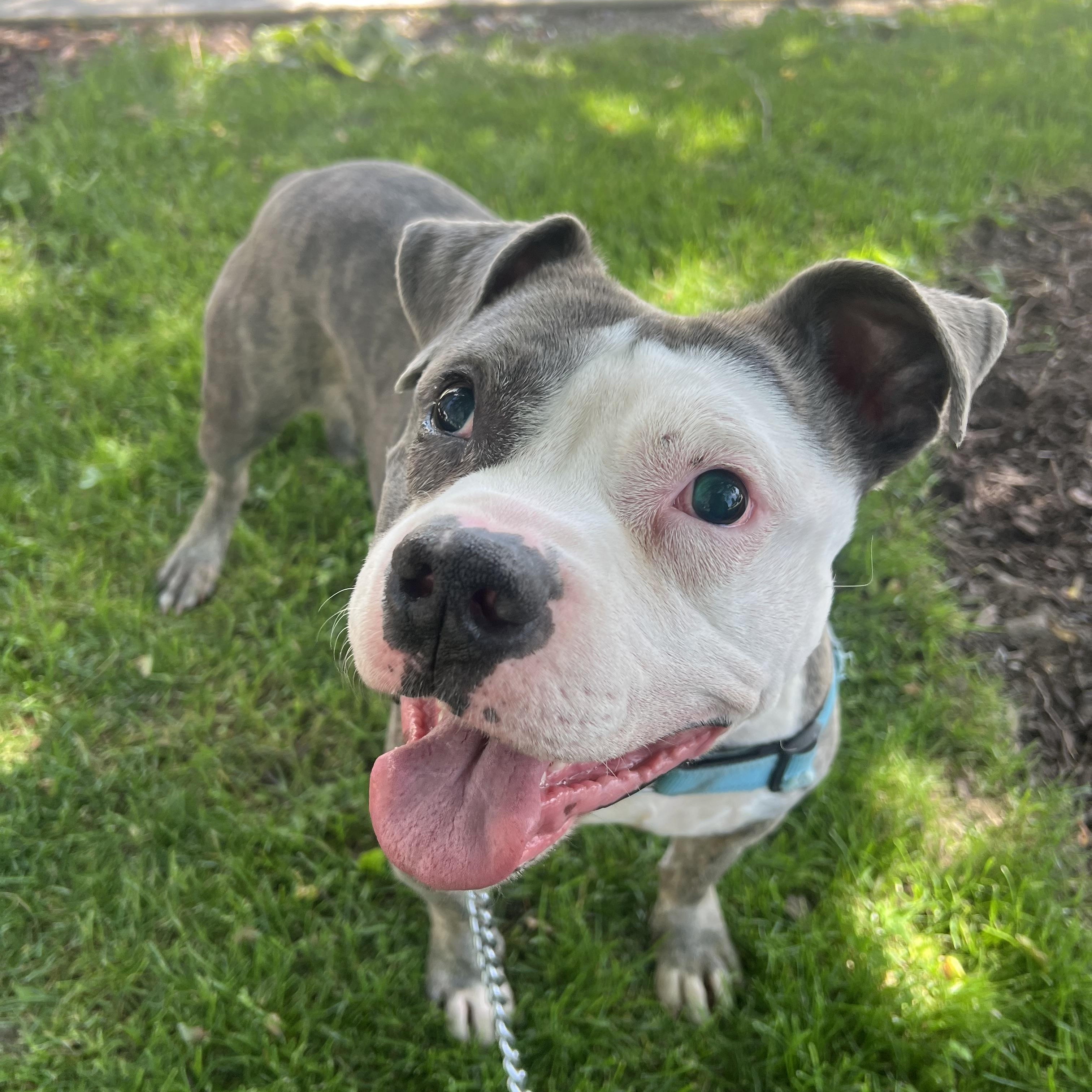 Blue, ADOPTABLE, Adult Male Pit Bull Terrier.