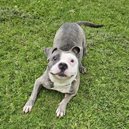 Blue, a ADOPTABLE mixed breed in Ithaca, NY image 4/4