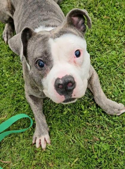 Blue, a ADOPTABLE mixed breed in Ithaca, NY image 2/4