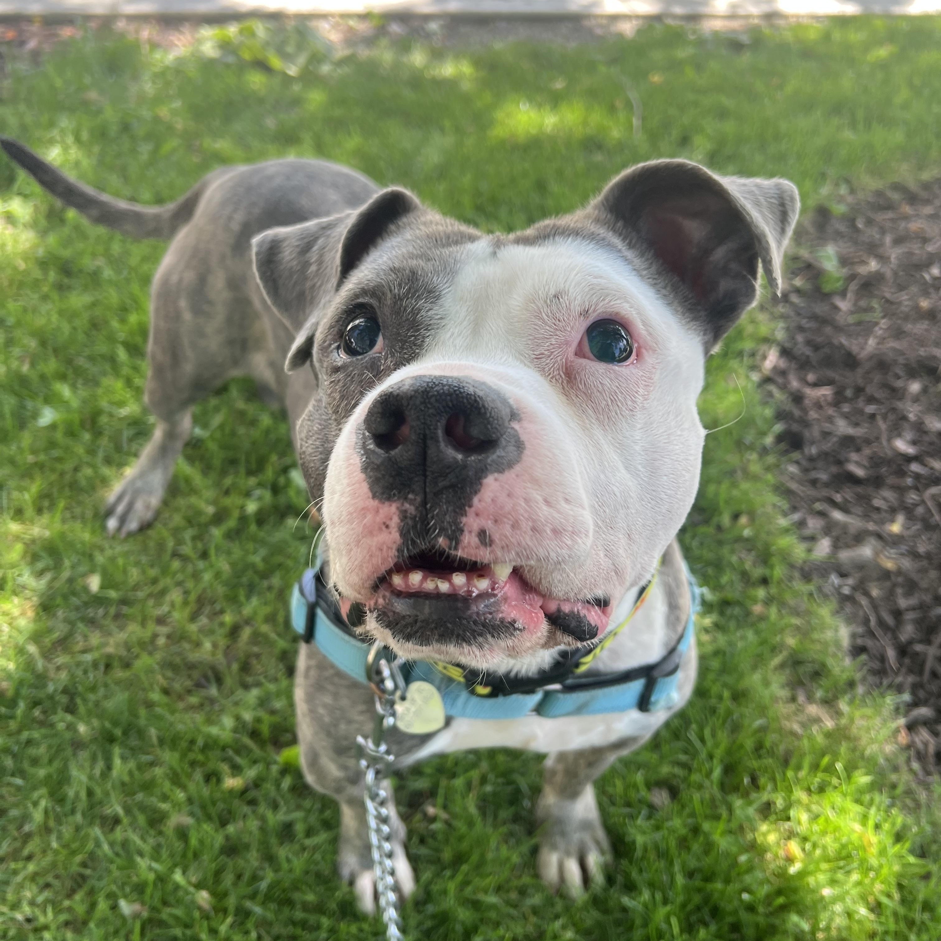 Blue, a ADOPTABLE mixed breed in Ithaca, NY image 3/4