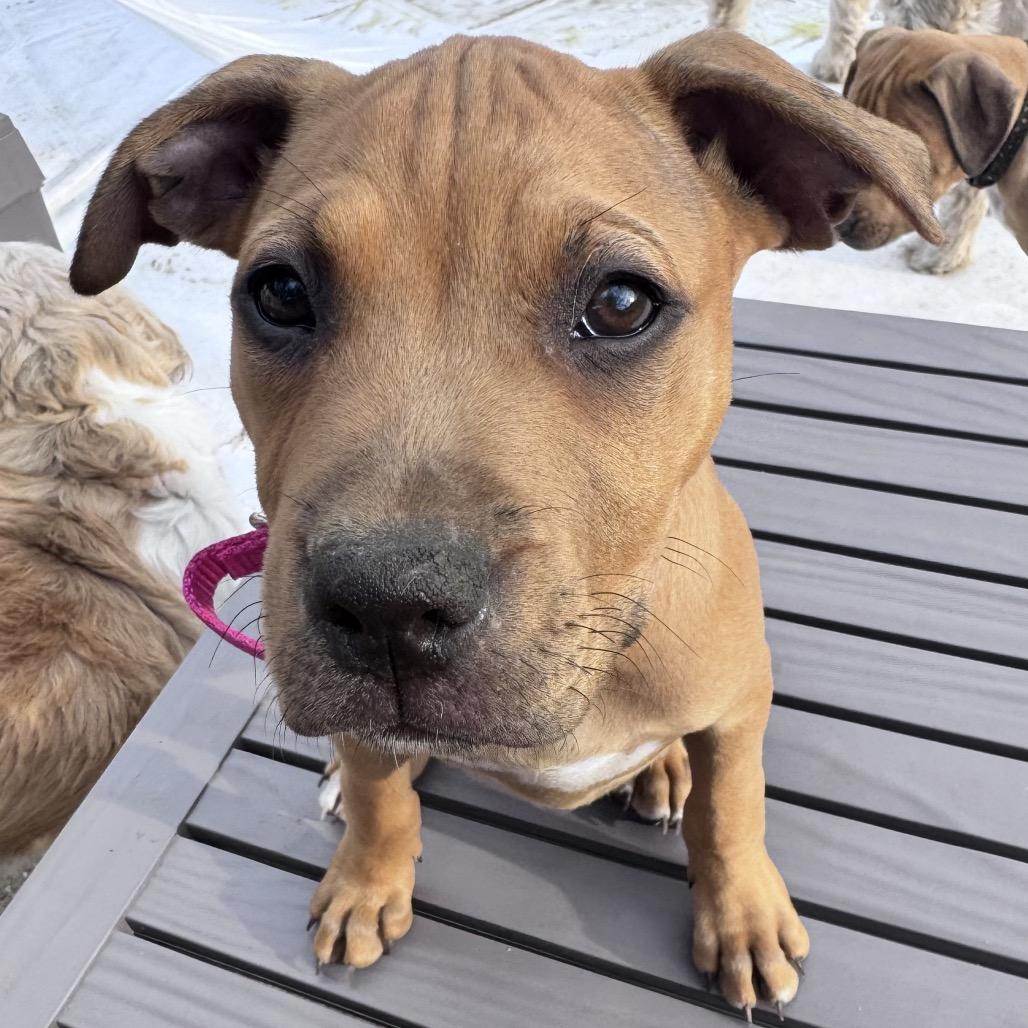 Enlarge Blossom, a Adoptable Pit Bull Terrier in Annapolis, MD image 2/6