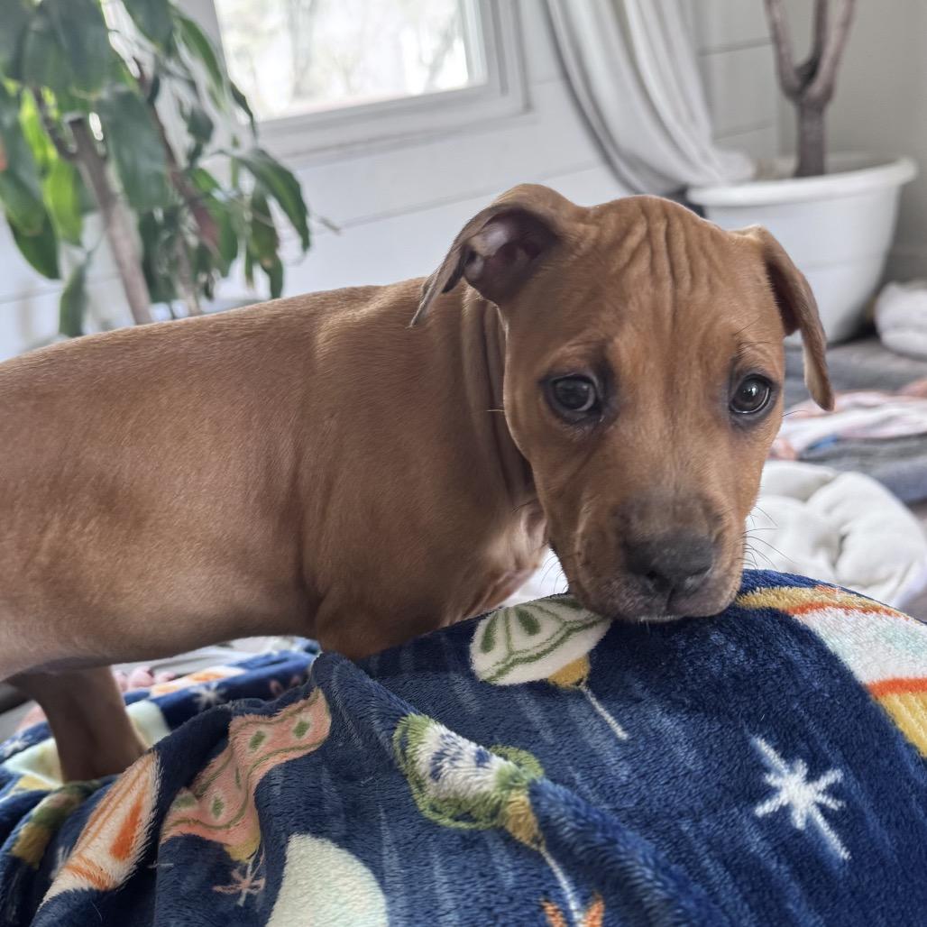 Enlarge Blossom, a Adoptable Pit Bull Terrier in Annapolis, MD image 3/6