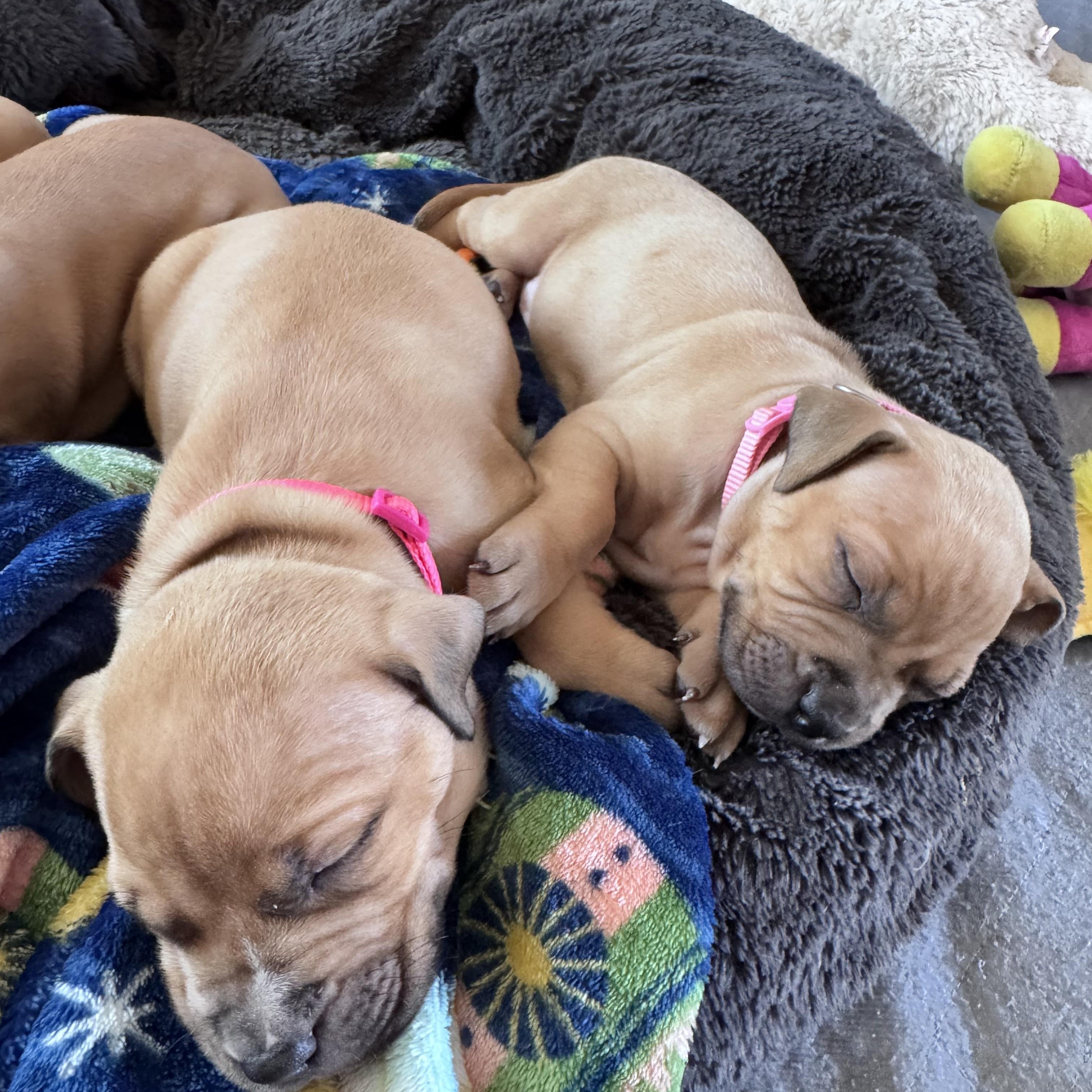 Blossom, Adoptable, Puppy Female Pit Bull Terrier.