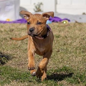 Enlarge Blossom, a Adoptable Pit Bull Terrier in Annapolis, MD image 4/6