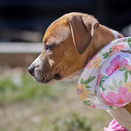 Enlarge Blossom, a Adoptable Pit Bull Terrier in Pasadena, MD image 5/5