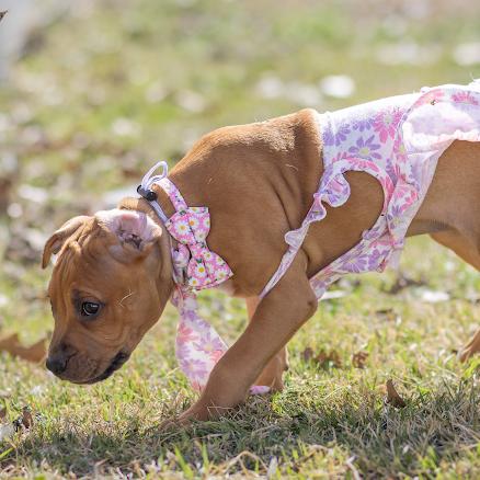 Enlarge Blossom, a Adoptable Pit Bull Terrier in Pasadena, MD image 4/5