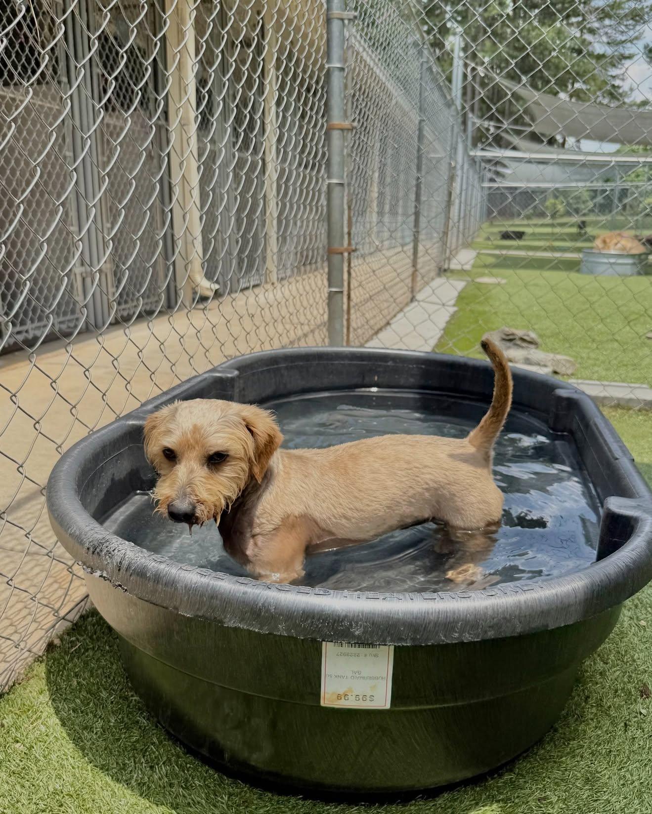 Cosmo, an adopted mixed breed in Salisbury, NC image 4/4