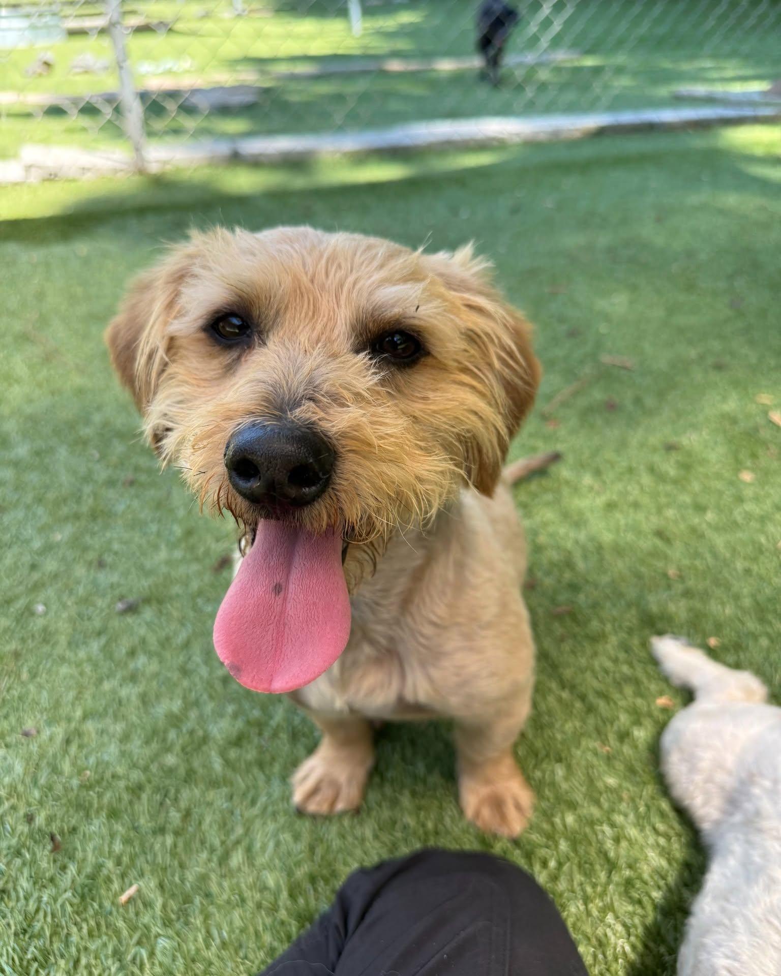 Cosmo, adopted, Young Male Poodle (Toy) & Dachshund.