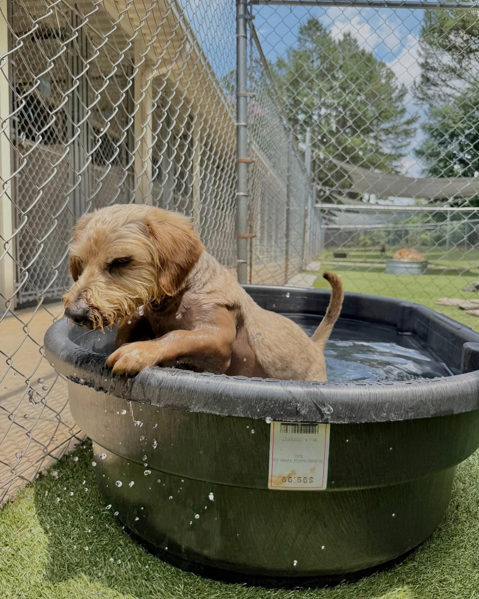 Cosmo, an adopted mixed breed in Salisbury, NC image 2/4