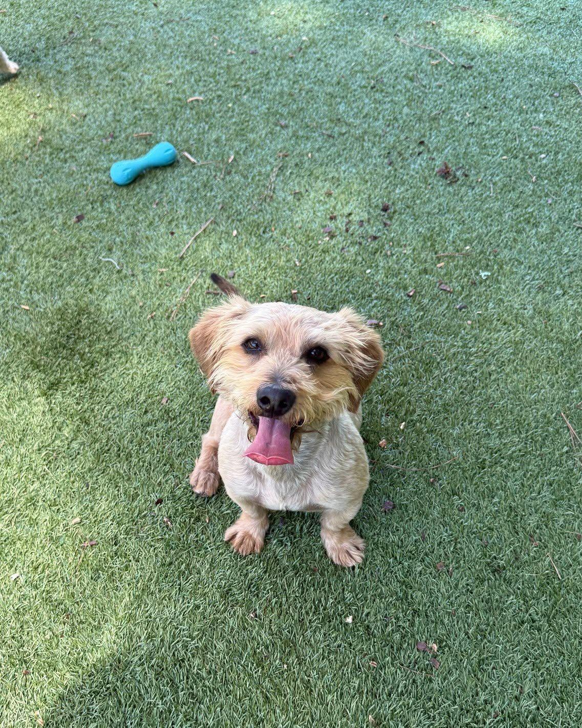 Cosmo, an adopted mixed breed in Salisbury, NC image 3/4