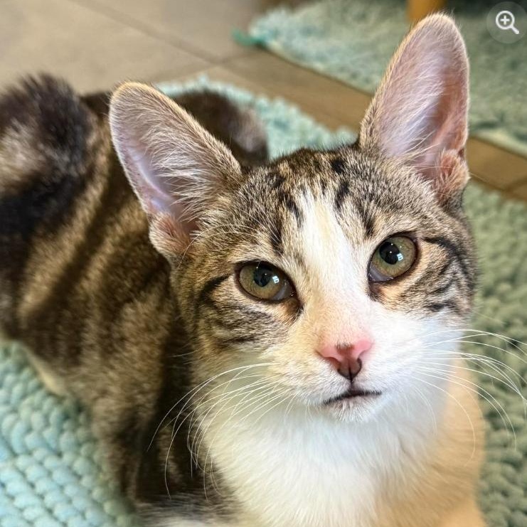 Dilly, Adoptable, Kitten Female Domestic Short Hair.