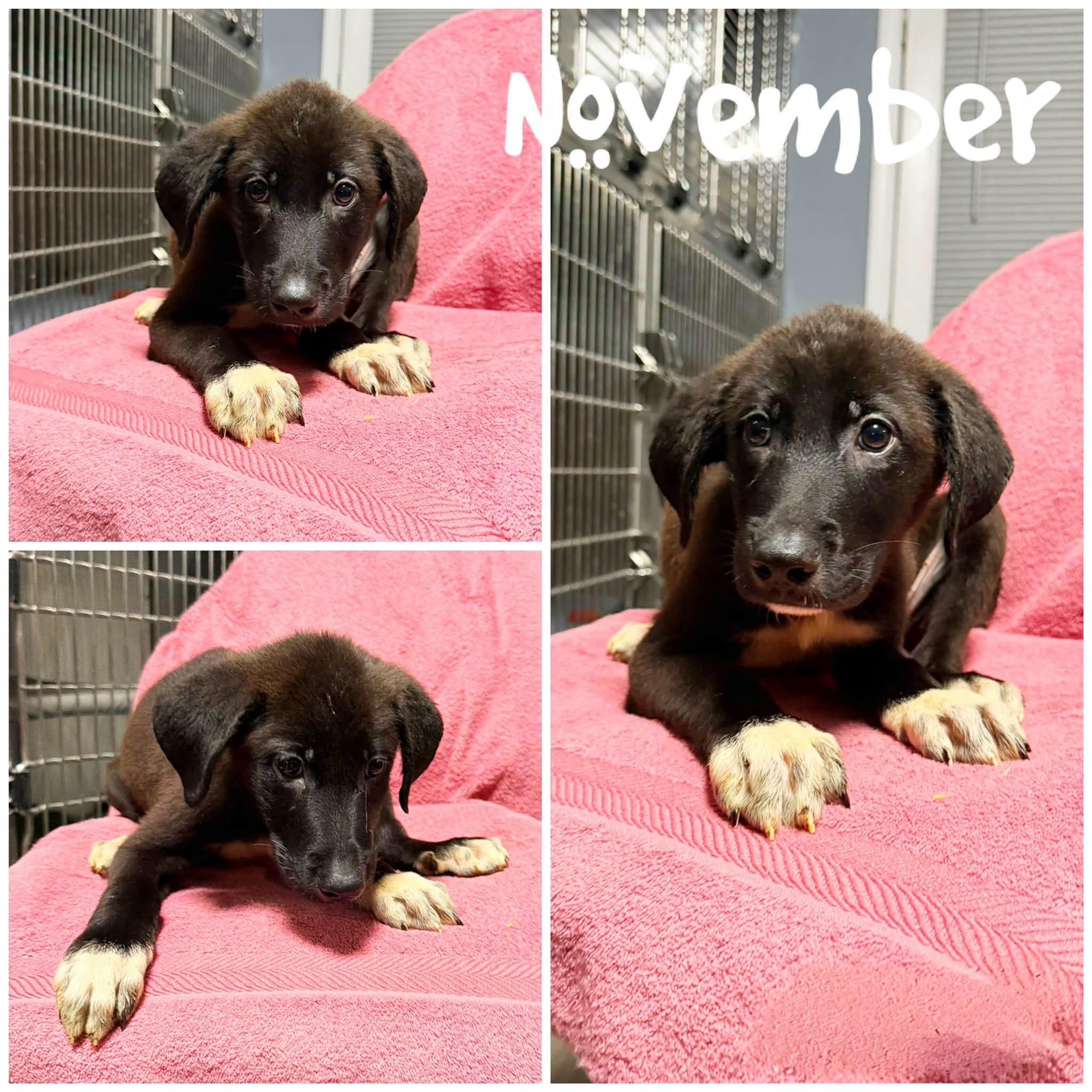 Enlarge November, a Adopted mixed breed in Saint James, MO image 1/1