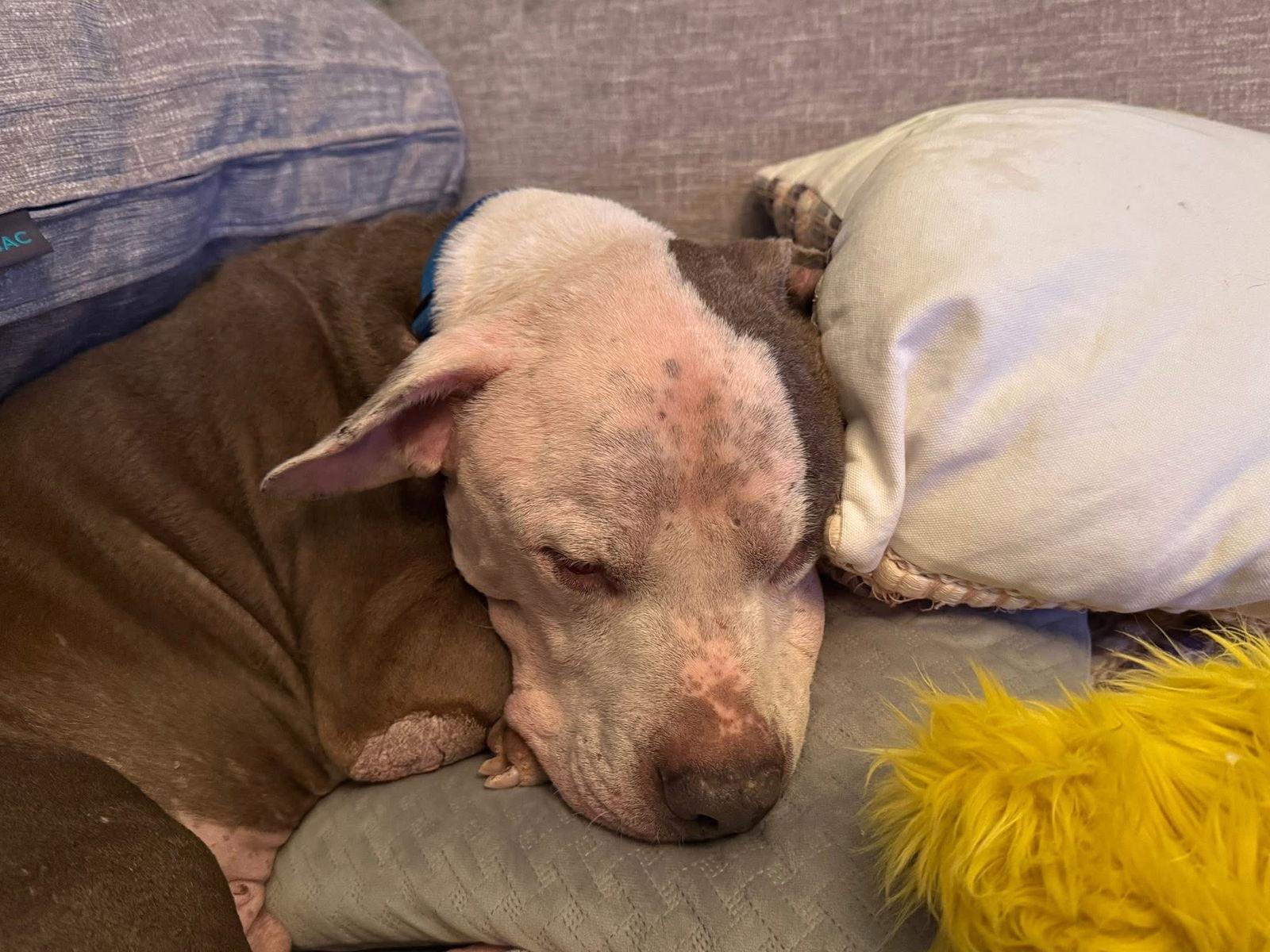 Ricky Bobby — thumbnail 2