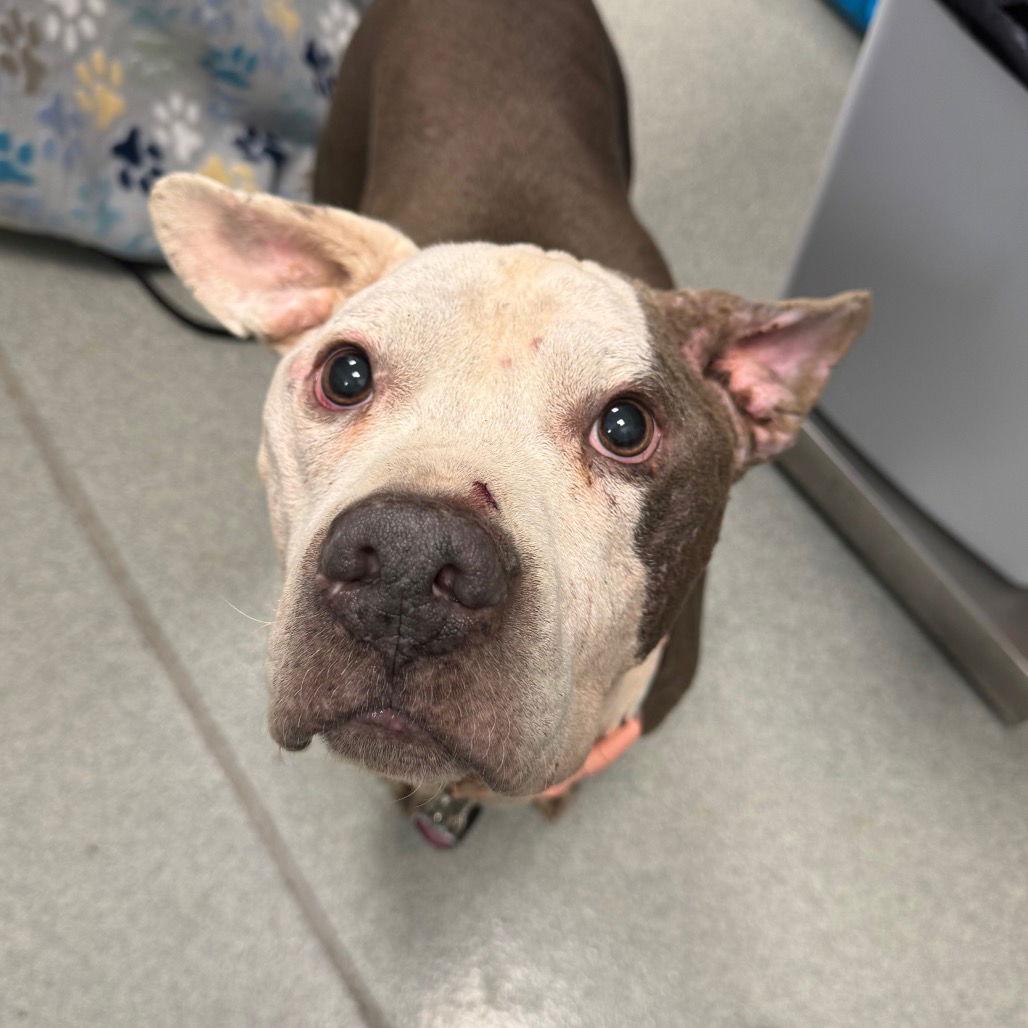 Ricky Bobby — thumbnail 3