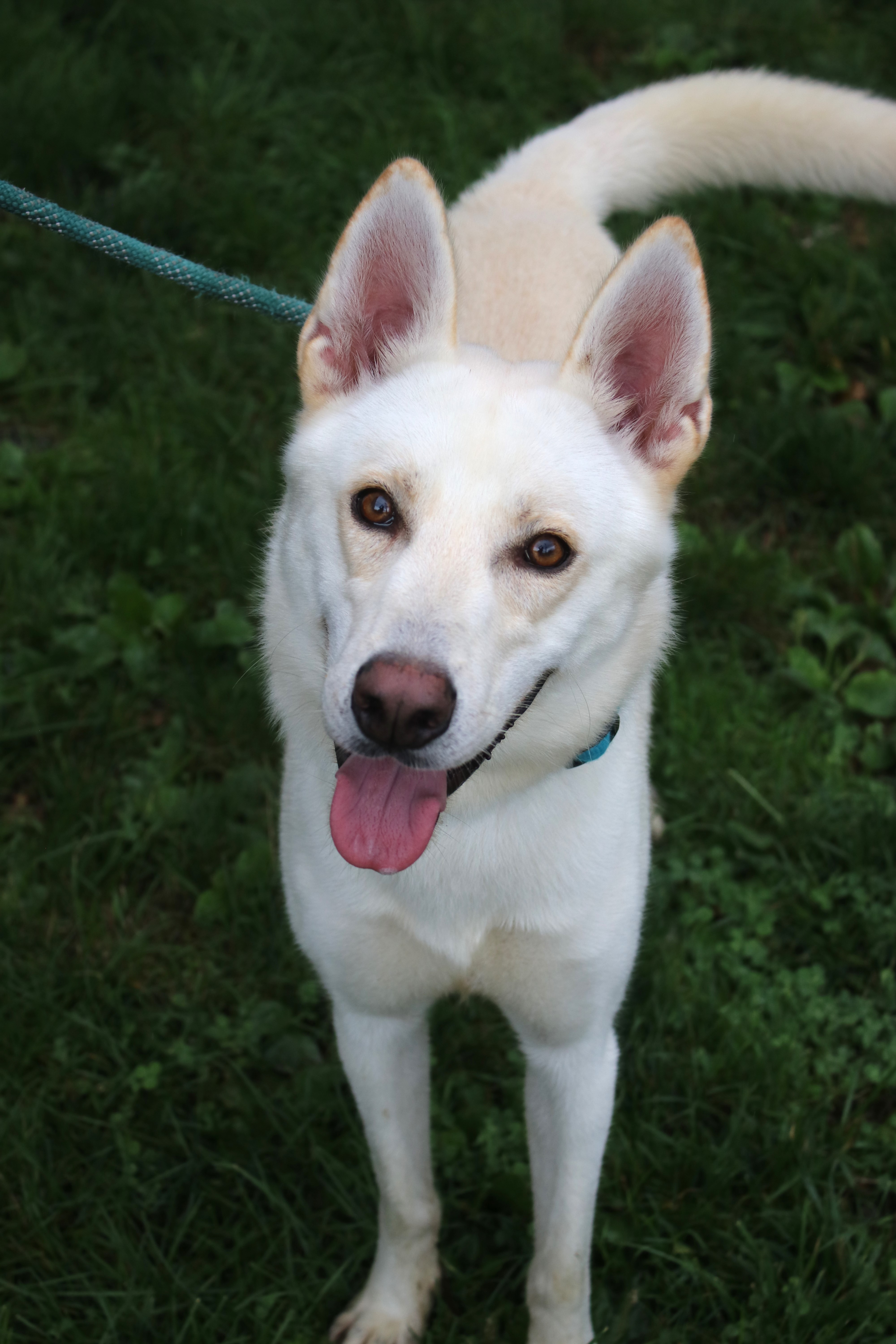 Dog for adoption Oden, a German Shepherd Dog Mix in Newark, NJ