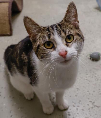 Enlarge Little Miss, a Adoptable mixed breed in Baraboo, WI image 1/3