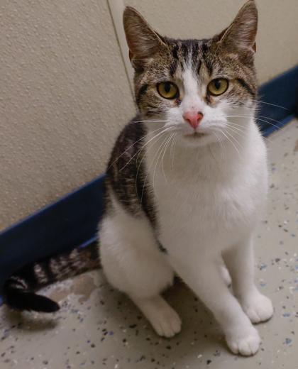Enlarge Little Miss, a Adoptable mixed breed in Baraboo, WI image 2/3