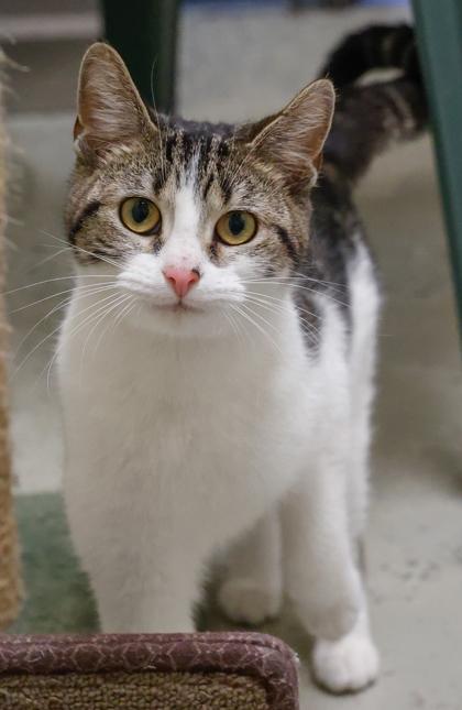 Enlarge Little Miss, a Adoptable mixed breed in Baraboo, WI image 3/3