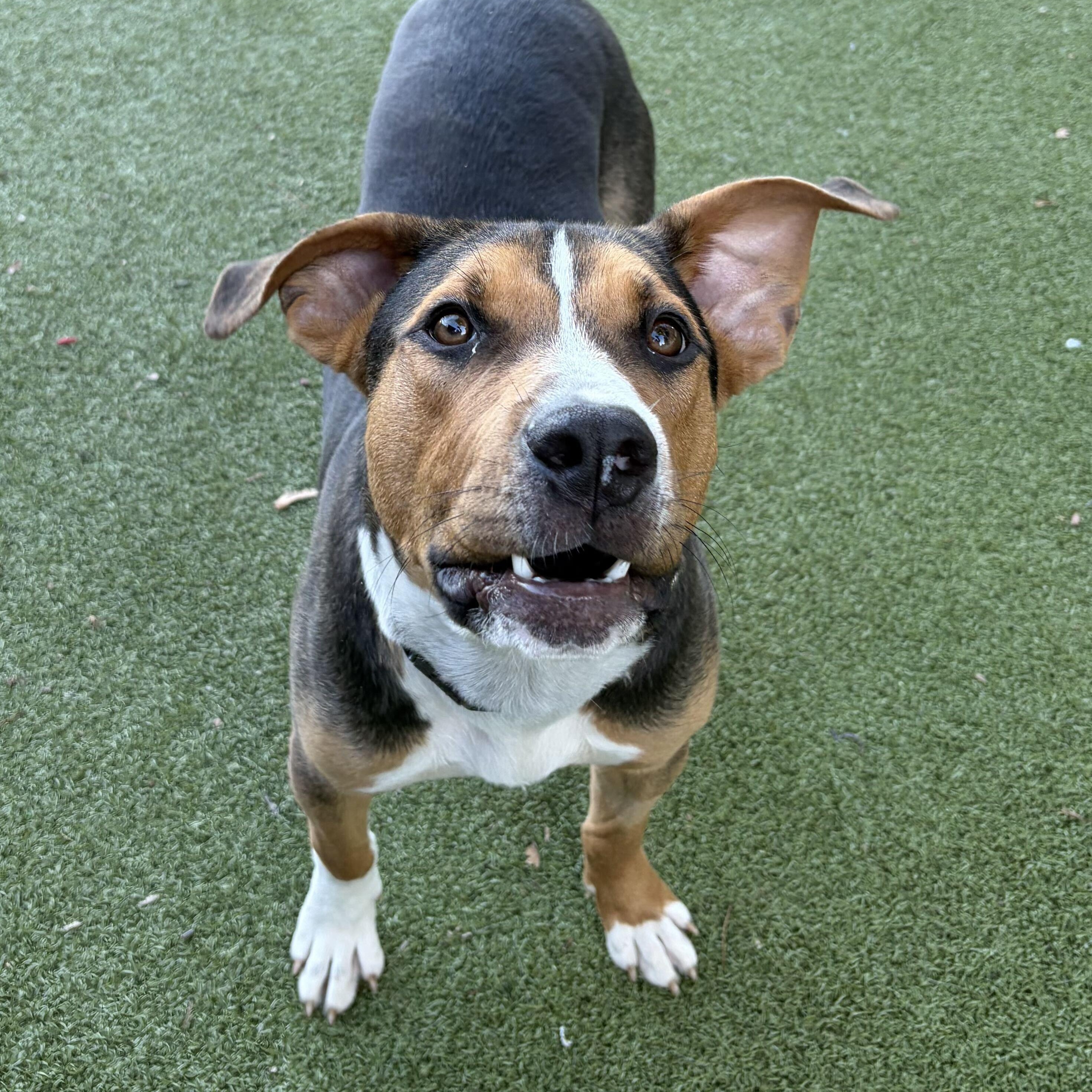 Jake, Adoptable, Young Male Hound.
