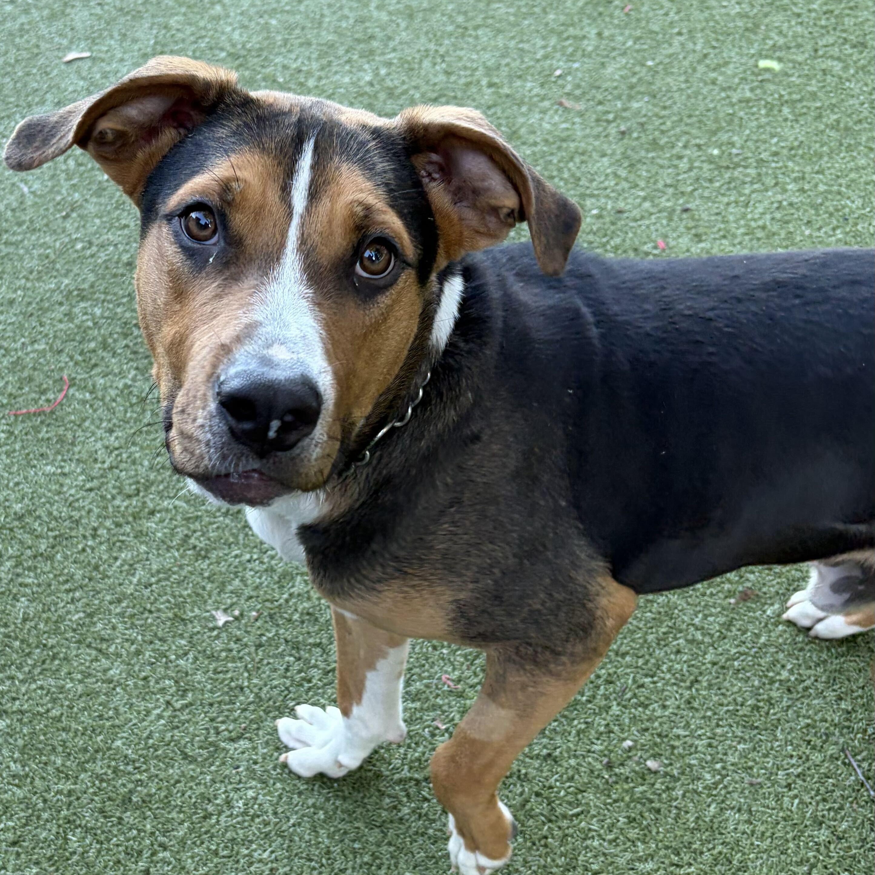 Enlarge Jake, a Adoptable mixed breed in New Bedford, MA image 2/2