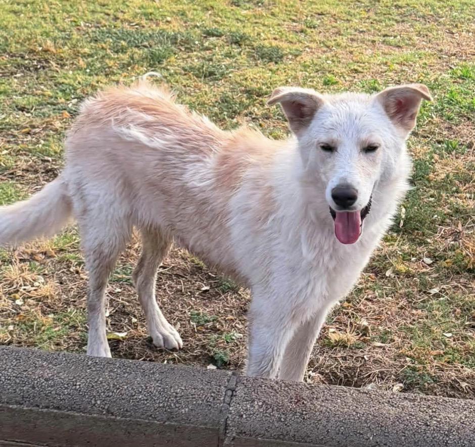 Cinder, adopted, Young Female Husky.