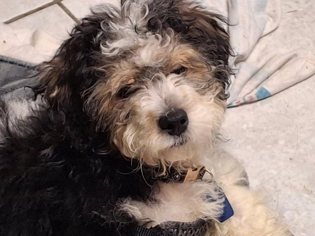 Enlarge McFlurry, a ADOPTABLE mixed breed in Maumee, OH image 4/5