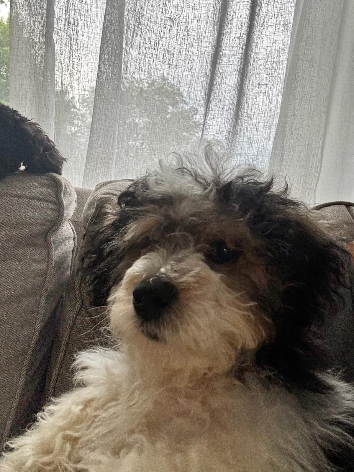 Enlarge McFlurry, a ADOPTABLE mixed breed in Maumee, OH image 5/5