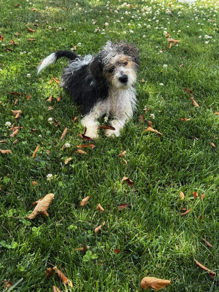 McFlurry, ADOPTABLE, Puppy Male Shih Tzu & Poodle.