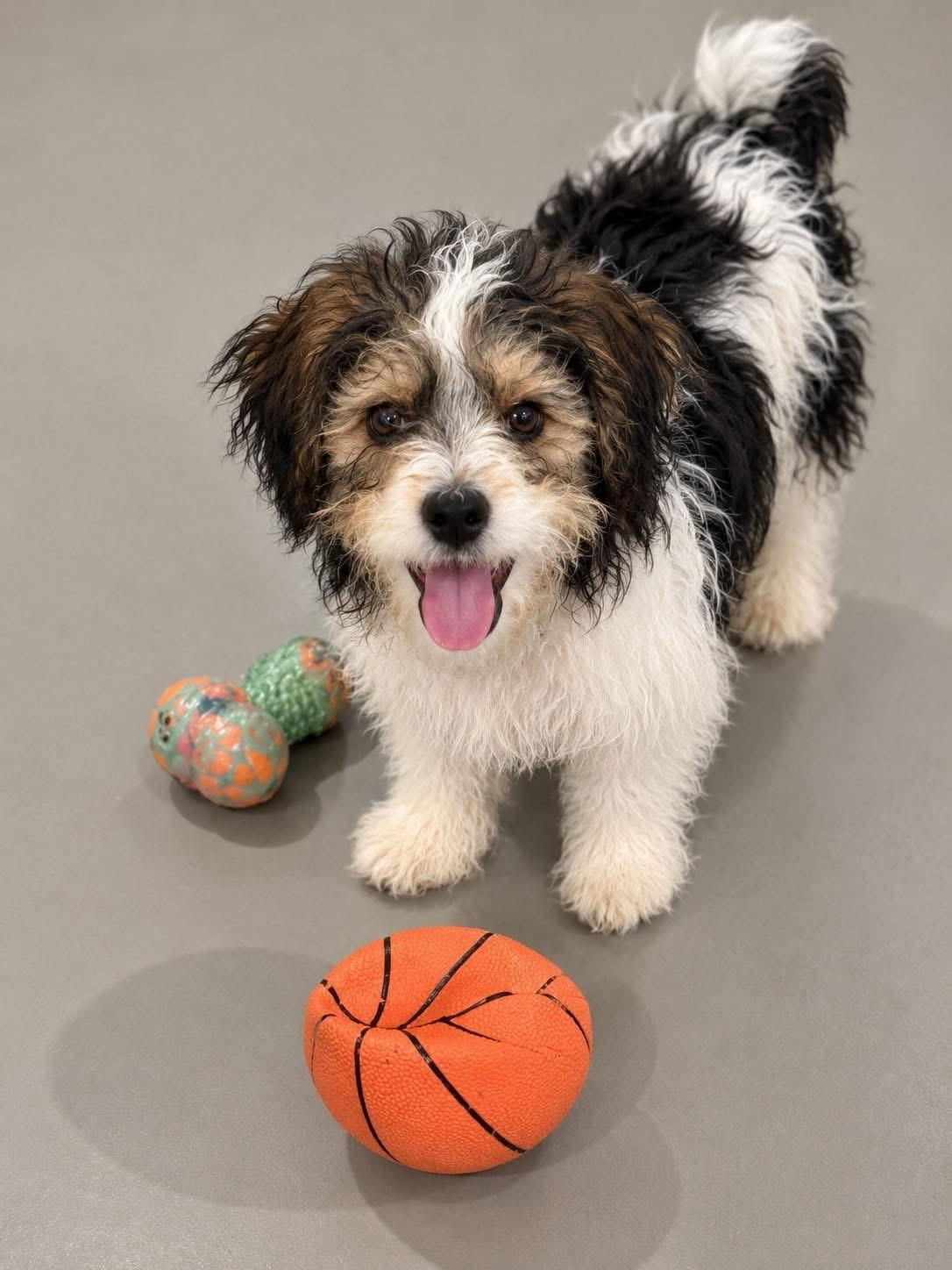 Enlarge McFlurry, a ADOPTABLE mixed breed in Maumee, OH image 3/5